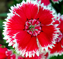 Dianthus 4200